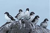 Least Auklet